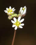 Spring draba